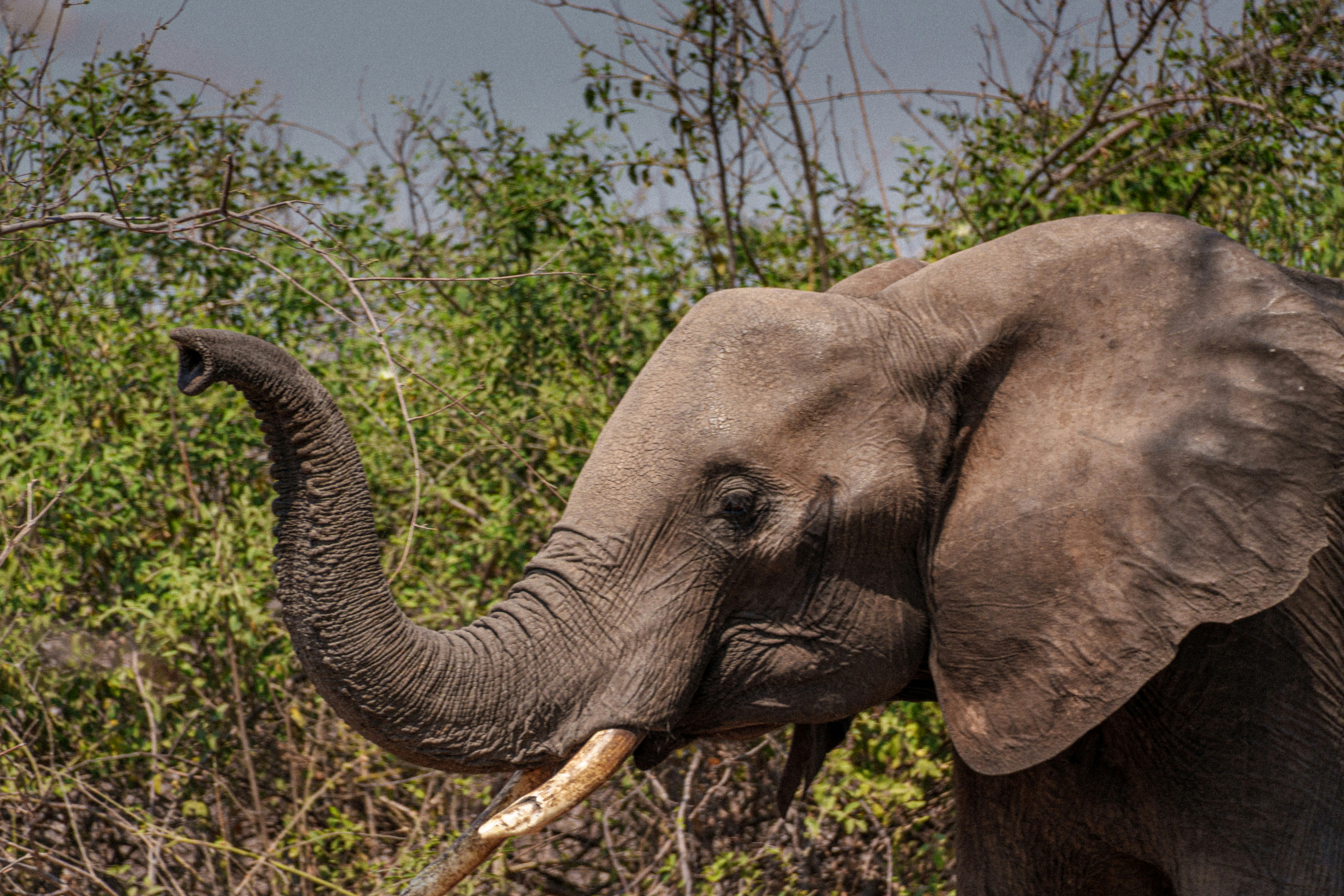 Safari Express: 5 Days Livingstone And Chobe